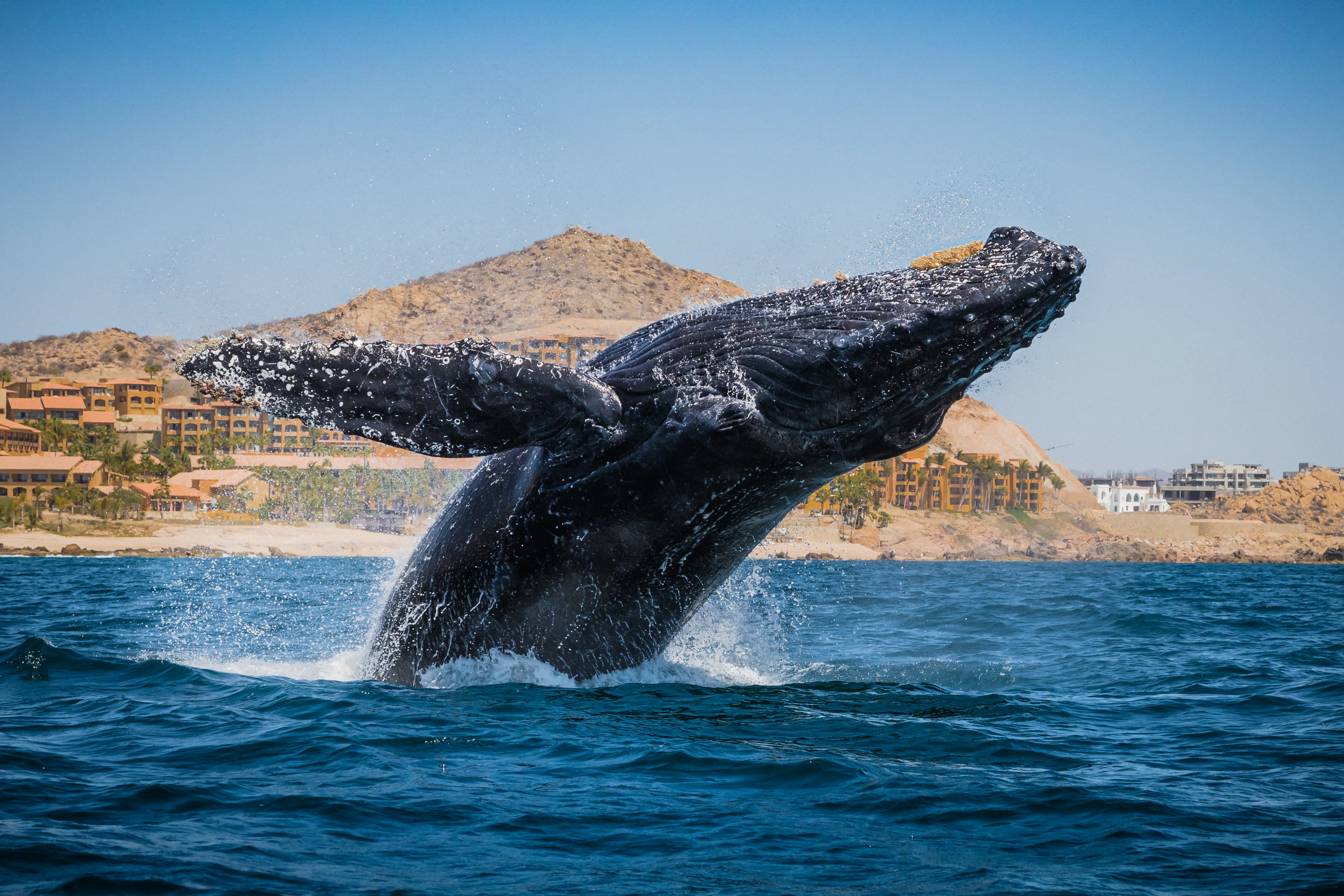 210313-ms-ssser-sa-humpback-whale-breaches-in-front-of-cabo-san-lucas-002-69a8426_atem